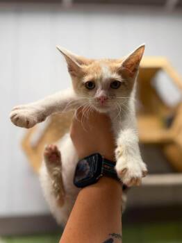 Fajita -  Domestic Short Hair Cat for Adoption in Leitchfield, Kentucky - Fajita | PetCurious
