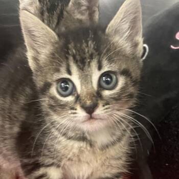 Michelle -  Domestic Short Hair Cat for Adoption in West Palm Beach, Florida - Michelle | PetCurious