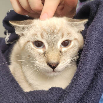 Rescue Domestic Short Hair Cats for Adoption in Chattanooga, Tennessee - Carlos | PetCurious