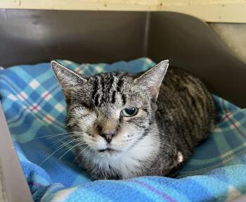 Rescue Tabby Cats for Adoption in Palmyra, Virginia - Aspen | PetCurious