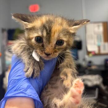 Pepper -  Domestic Short Hair Cat for Adoption in Milton, Florida - Pepper | PetCurious
