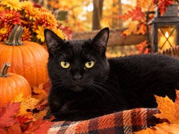 Gypsy -  Domestic Short Hair Cat for Adoption in Detroit, Michigan - Gypsy | PetCurious