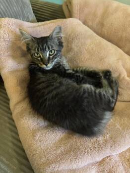 Lala -  Domestic Medium Hair Cat for Adoption in Topeka, Kansas - Lala | PetCurious