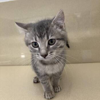 Domestic Short Hair Cats Available for Adoption - Lucas | PetCurious