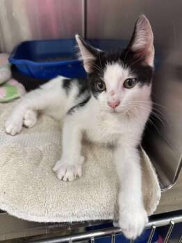 Rescue Domestic Short Hair Cats for Adoption in Annapolis, Maryland - Euro | PetCurious