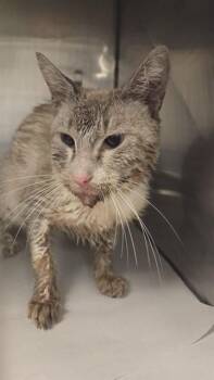 SNOWBALL -  Siamese Cat for Adoption in Doral, Florida - SNOWBALL | PetCurious