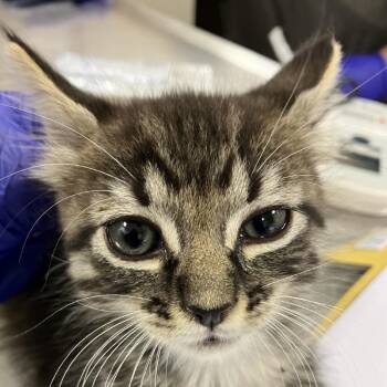 111857 -  Domestic Short Hair Cat for Adoption in Las Cruces, New Mexico - 111857 | PetCurious