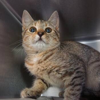 Evangeline -  Domestic Short Hair Cat for Adoption in Kennebunk, Maine - Evangeline | PetCurious