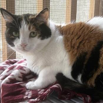 Domestic Short Hair Cats Available for Adoption in Concord, New Hampshire - Miss Crabtree | PetCurious