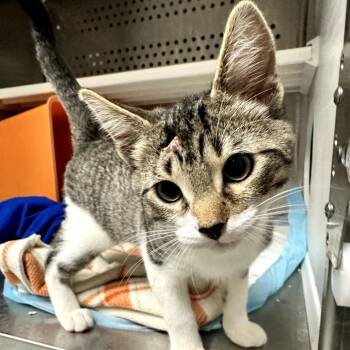 Peppa -  Domestic Short Hair Cat for Adoption in Houston, Texas - Peppa | PetCurious
