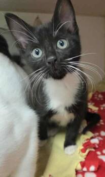 Rescue Domestic Short Hair Cats for Adoption in Atlanta, Georgia - Zest | PetCurious