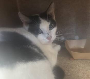 Trixie -  Domestic Short Hair Cat for Adoption - Trixie | PetCurious