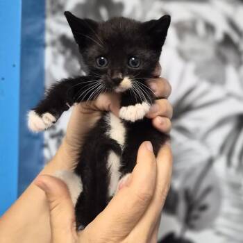 Domestic Short Hair Cats Available for Adoption in Wahiawa, Hawaii - Riley | PetCurious