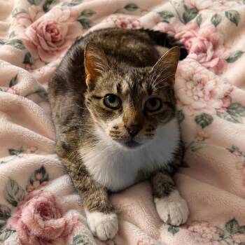 Tabby Cats Available for Adoption in Woodbridge Township, New Jersey - Scarlett Aka Snuggle Buddy | PetCurious