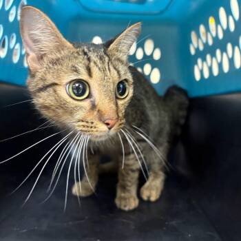 Sol -  Domestic Short Hair Cat for Adoption in Birmingham, Alabama - Sol | PetCurious