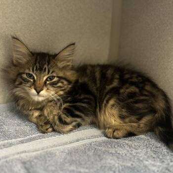 -Squeak -  Tabby and Domestic Long Hair Cat for Adoption in Red Bluff, California - -Squeak | PetCurious