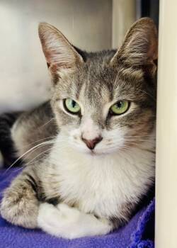 Rescue Domestic Short Hair Cats for Adoption in Morristown, New Jersey - Jane | PetCurious