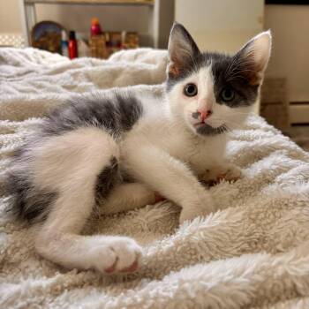 Domestic Short Hair Cats Available for Adoption in Bethel, Connecticut - Rocco | PetCurious