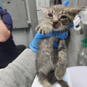 Cherry -  Domestic Short Hair Cat for Adoption in Summerville, South Carolina - Cherry | PetCurious