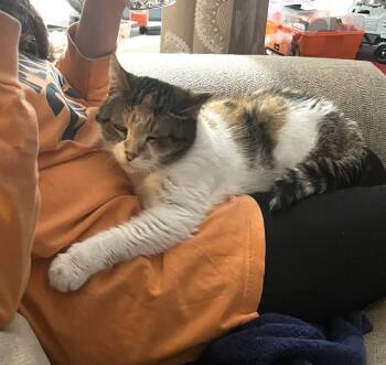 Domestic Short Hair Cats Available for Adoption - Alyce | PetCurious