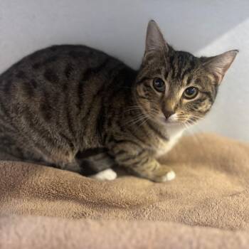 Domestic Short Hair Cats Available for Adoption in Brownsboro, Alabama - Eagle | PetCurious