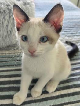 Bucky -  Domestic Short Hair Cat for Adoption in Ogden, Utah - Bucky | PetCurious