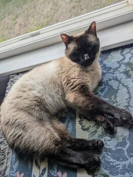 Tulip -  Siamese Cat for Adoption in Saint Paul, Minnesota - Tulip | PetCurious