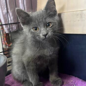 Happy 1934GoldenVicary08_D -  Domestic Medium Hair Cat for Adoption in Columbia, Missouri - Happy 1934GoldenVicary08_D | PetCurious