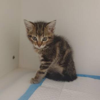 Overholser -  Domestic Short Hair Cat for Adoption in Tulsa, Oklahoma - Overholser | PetCurious