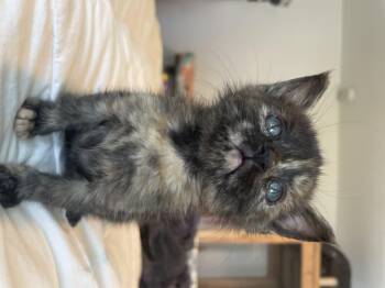 Domestic Short Hair Cats Available for Adoption in Long Beach, California - Chestnut | PetCurious