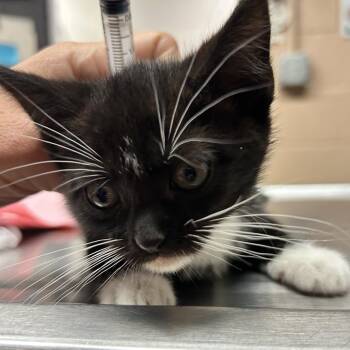 Libby -  Domestic Short Hair Cat for Adoption in Newport, North Carolina - Libby | PetCurious