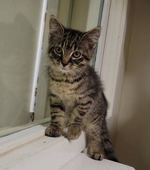 Crunch Wrap -  Domestic Short Hair Cat for Adoption in Sandusky, Ohio - Crunch Wrap | PetCurious