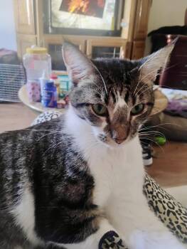 Garfield -  Domestic Short Hair Cat for Adoption in Glendale, Arizona - Garfield | PetCurious