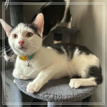 Tino -  Domestic Short Hair Cat for Adoption in Monroe, Michigan - Tino | PetCurious