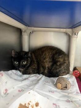 Domestic Short Hair Cats Available for Adoption in Morristown, New Jersey - Seraphina | PetCurious