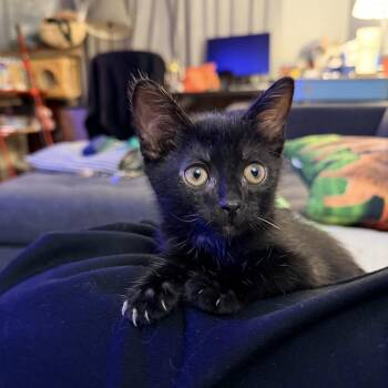 Brownie -  Domestic Short Hair Cat for Adoption in Baltimore, Maryland - Brownie | PetCurious