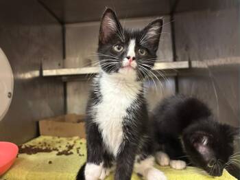 SIR POUNCE-A-LOT -  Domestic Short Hair Cat for Adoption in Fort Wayne, Indiana - SIR POUNCE-A-LOT | PetCurious