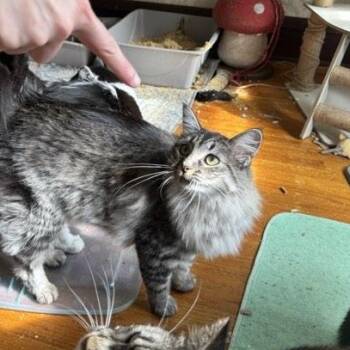 Rescue Domestic Long Hair Cats for Adoption in Kankakee, Illinois - Dandi | PetCurious