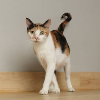 Rescue Domestic Short Hair Cats for Adoption in Minnetonka, Minnesota - Rachel C65200 | PetCurious