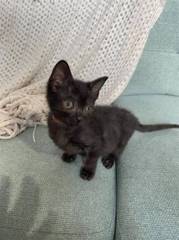 ABRAHAM -  Domestic Short Hair Cat for Adoption in Charlotte, North Carolina - ABRAHAM | PetCurious