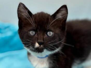 Kevin -  Domestic Short Hair Cat for Adoption in Portland, Oregon - Kevin | PetCurious