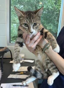 Houdini -  Domestic Short Hair Cat for Adoption in Palm Coast, Florida - Houdini | PetCurious