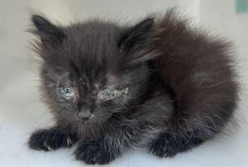 Domestic Long Hair Cats Available for Adoption in Dallas, Texas - KING | PetCurious