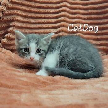 CatDog -  Domestic Short Hair Cat for Adoption in Parkersburg, West Virginia - CatDog | PetCurious