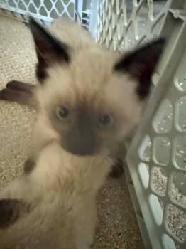 Malachi SF -  Siamese Cat for Adoption in Newaygo, Michigan - Malachi SF | PetCurious