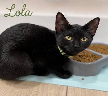 Lola (FCID# 07/22/2026 - 46 Brookhaven PS event) -  Domestic Short Hair Cat for Adoption in Greenville, Delaware - Lola (FCID# 07/22/2026 - 46 Brookhaven PS Event) | PetCurious
