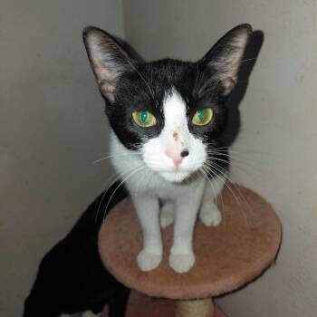 Domestic Short Hair Cats Available for Adoption - Darling | PetCurious