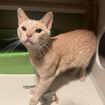 Copper -  Domestic Short Hair Cat for Adoption in Normal, Illinois - Copper | PetCurious
