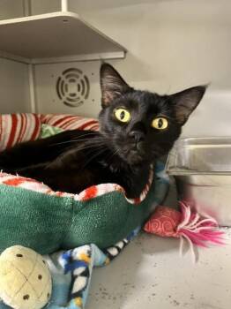 Dahlia -  Domestic Short Hair Cat for Adoption in Dayton, Minnesota - Dahlia | PetCurious