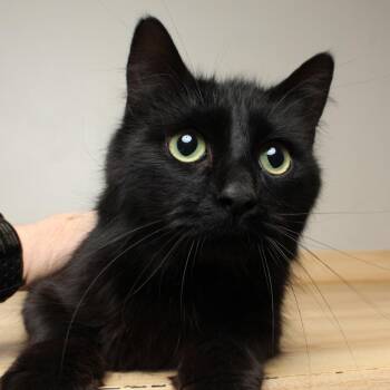 Domestic Long Hair Cats Available for Adoption in Minnetonka, Minnesota - Lloyd C69223 | PetCurious